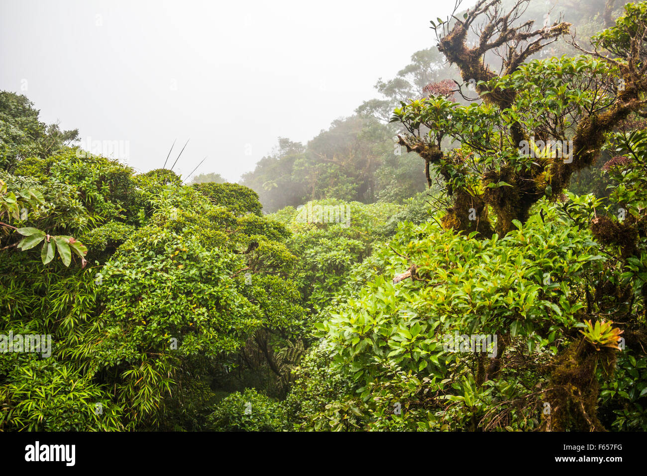 Monteverde jungle in Costa Rica Stock Photo Alamy