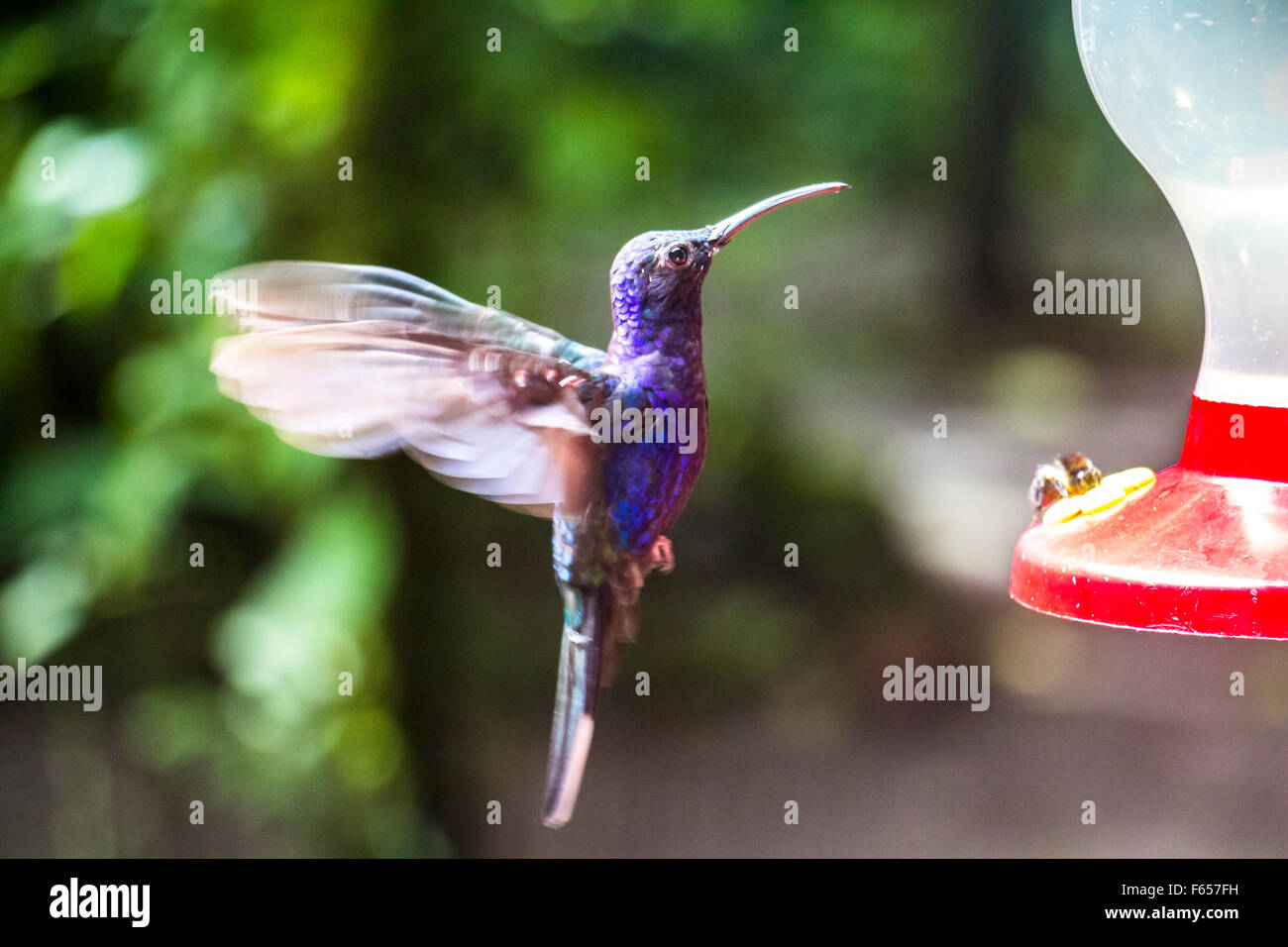 Blue flying hummingbird in Costa Rica Stock Photo