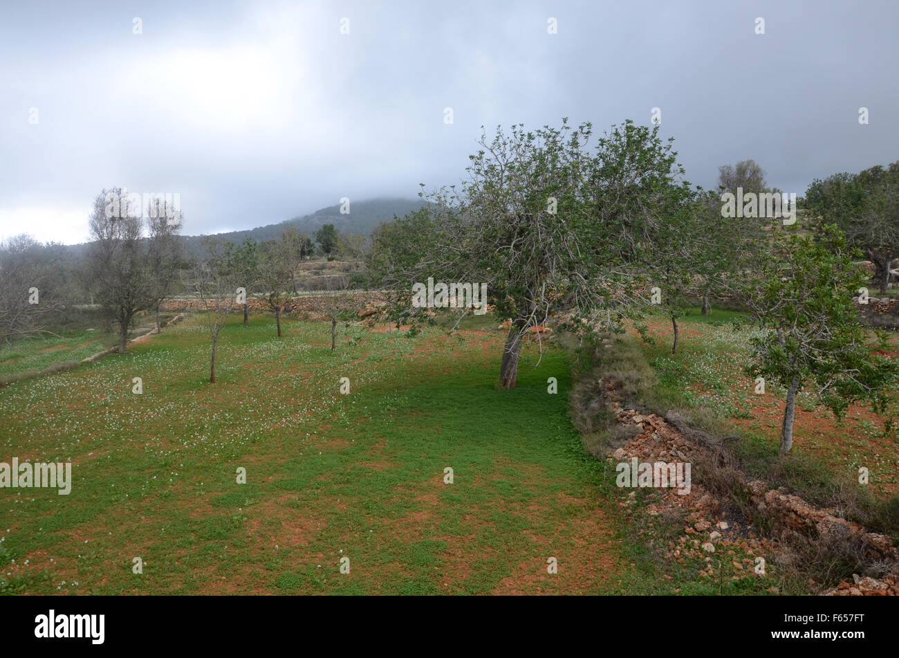 almond trees in orchard near Santa Agnes de Corona, Ibiza Spain Stock Photo