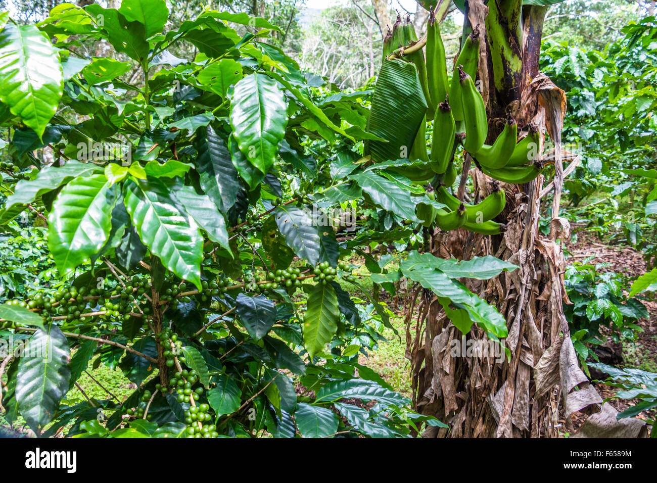 Arabica Coffe Plants, Panama Stock Photo