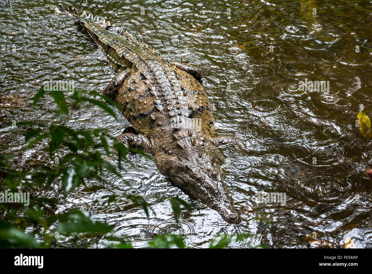 Alligator hunting in Corcovado, Costa Rica Stock Photo