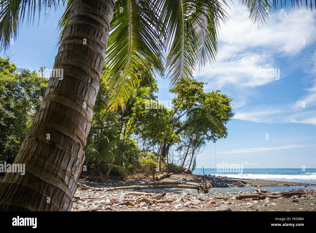 Beach and jungle in Costa Rica Stock Photo Alamy