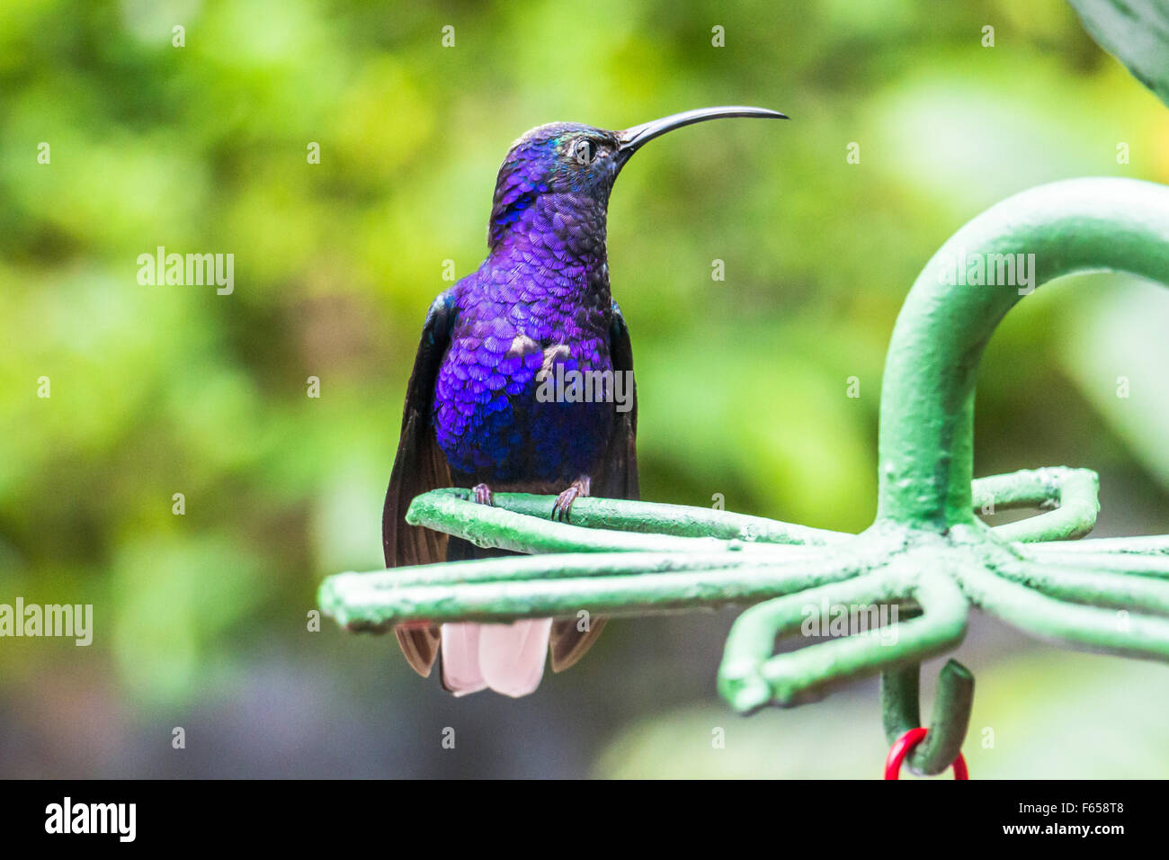 Blue hummingbird in Costa Rica Stock Photo