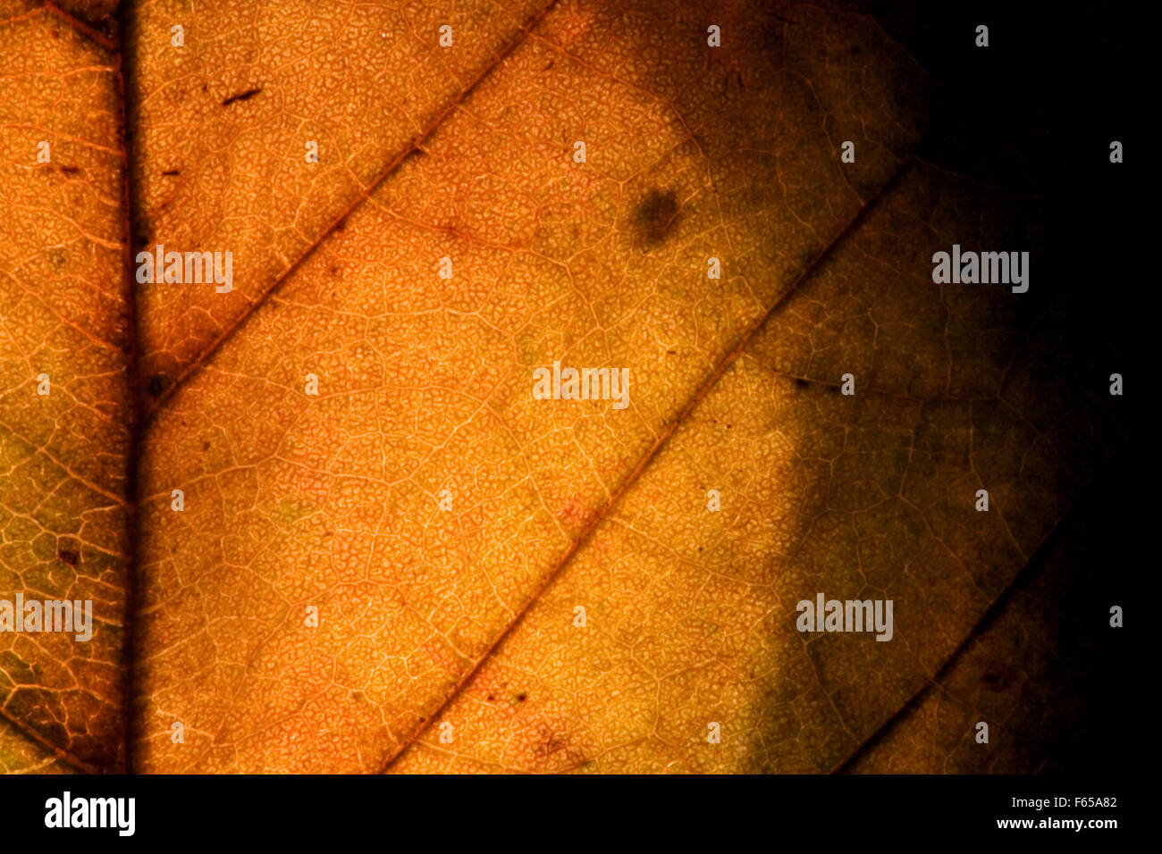 background macro close up abstract of a yellow red leaf and his veins ...