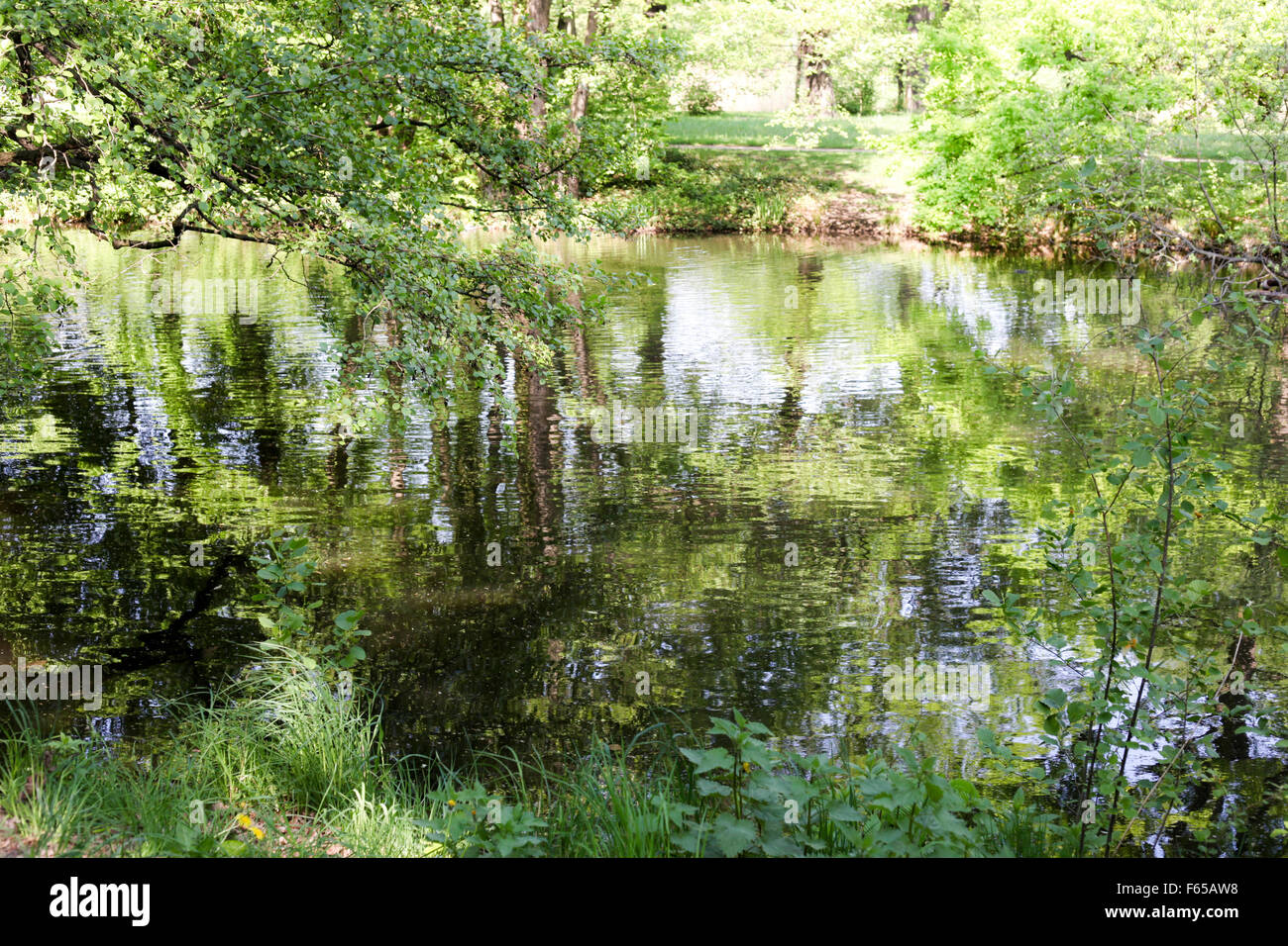 Trees around a water pond Stock Photo