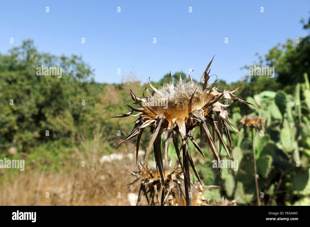 Dry milk thistle in summer Photographed in Israel in July Stock Photo -  Alamy