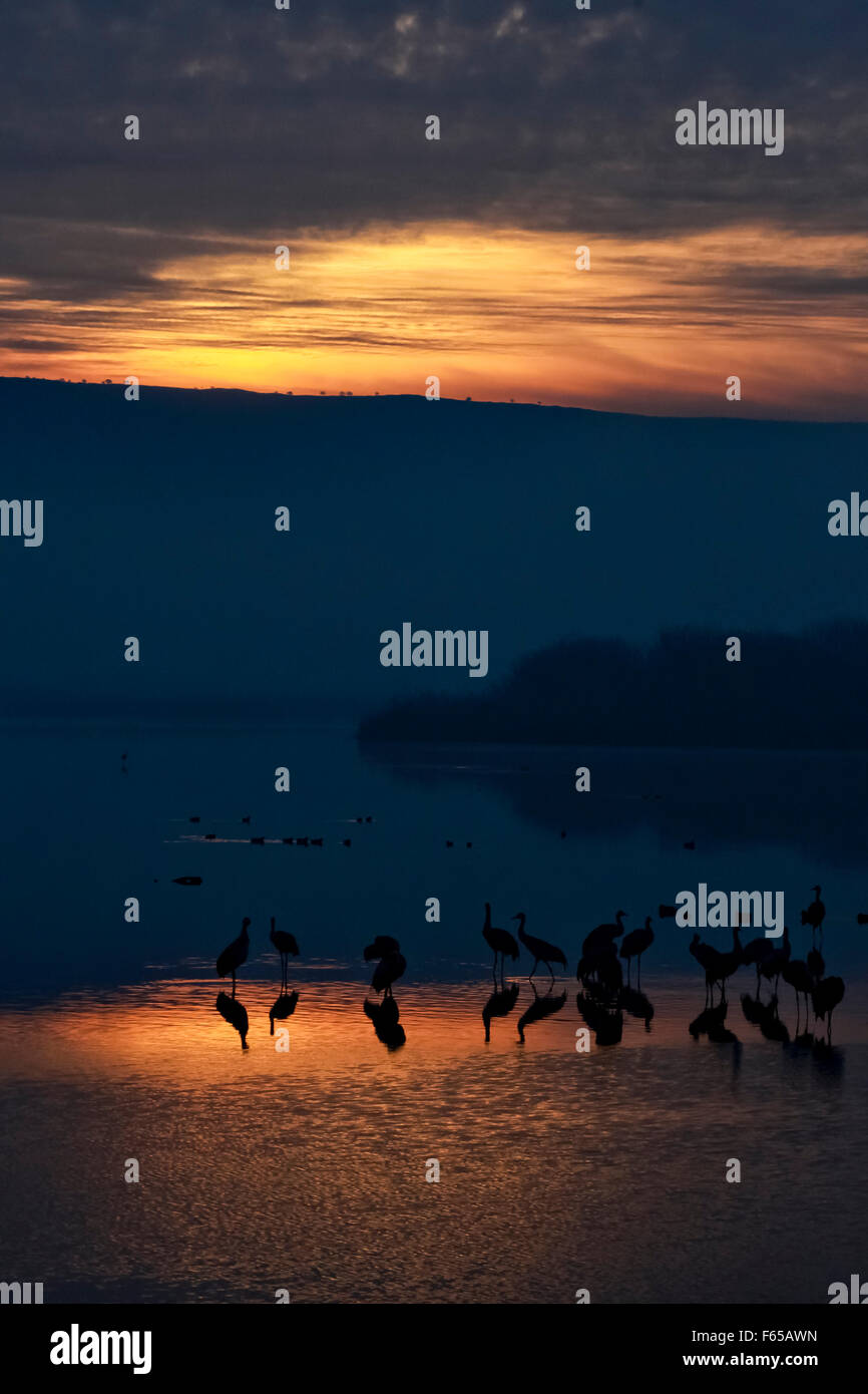 Common crane (Grus grus) Silhouetted on a golden sun-set. Large migratory crane species that lives in wet meadows and marshland. Stock Photo