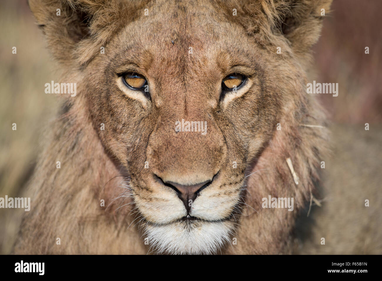 Portrait of a beautiful male lion (panthera leo) in stunning light in ...