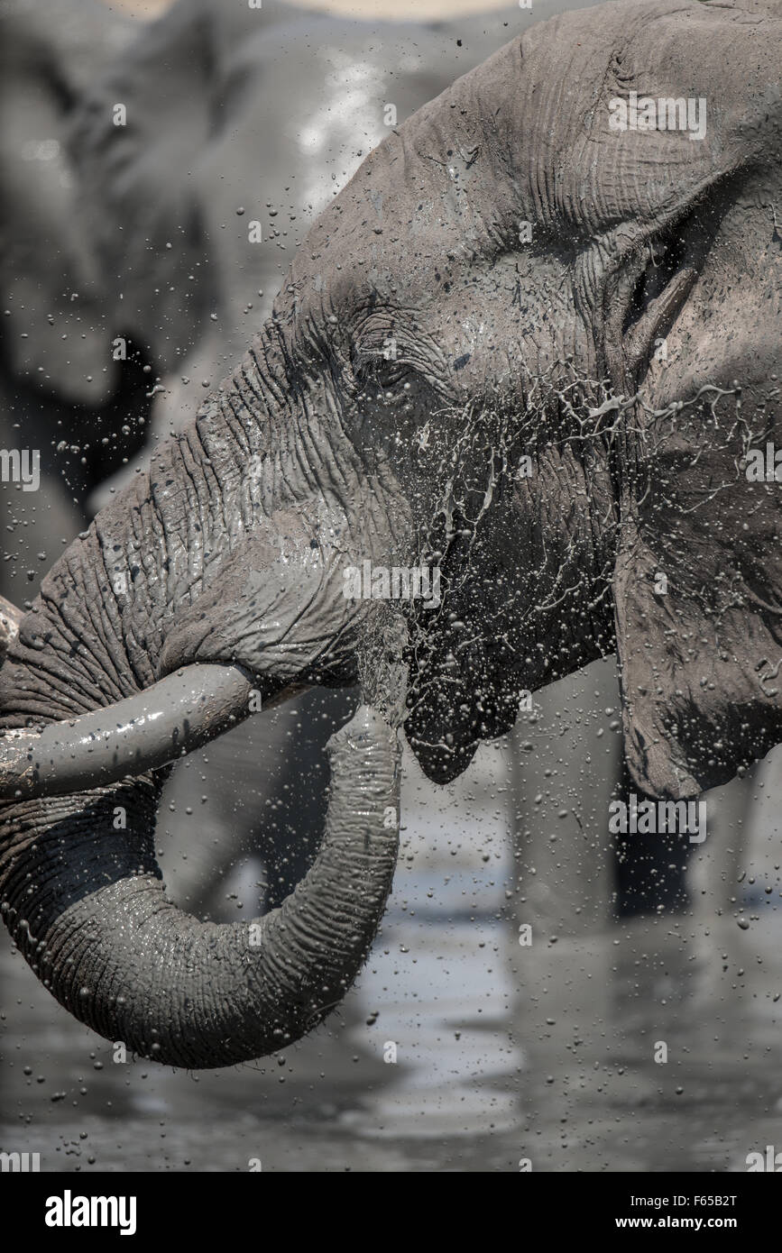 Mud coated elephants (loxodonta africana)drinking an bathing in Savuti, Chobe National Park, Botswana Stock Photo