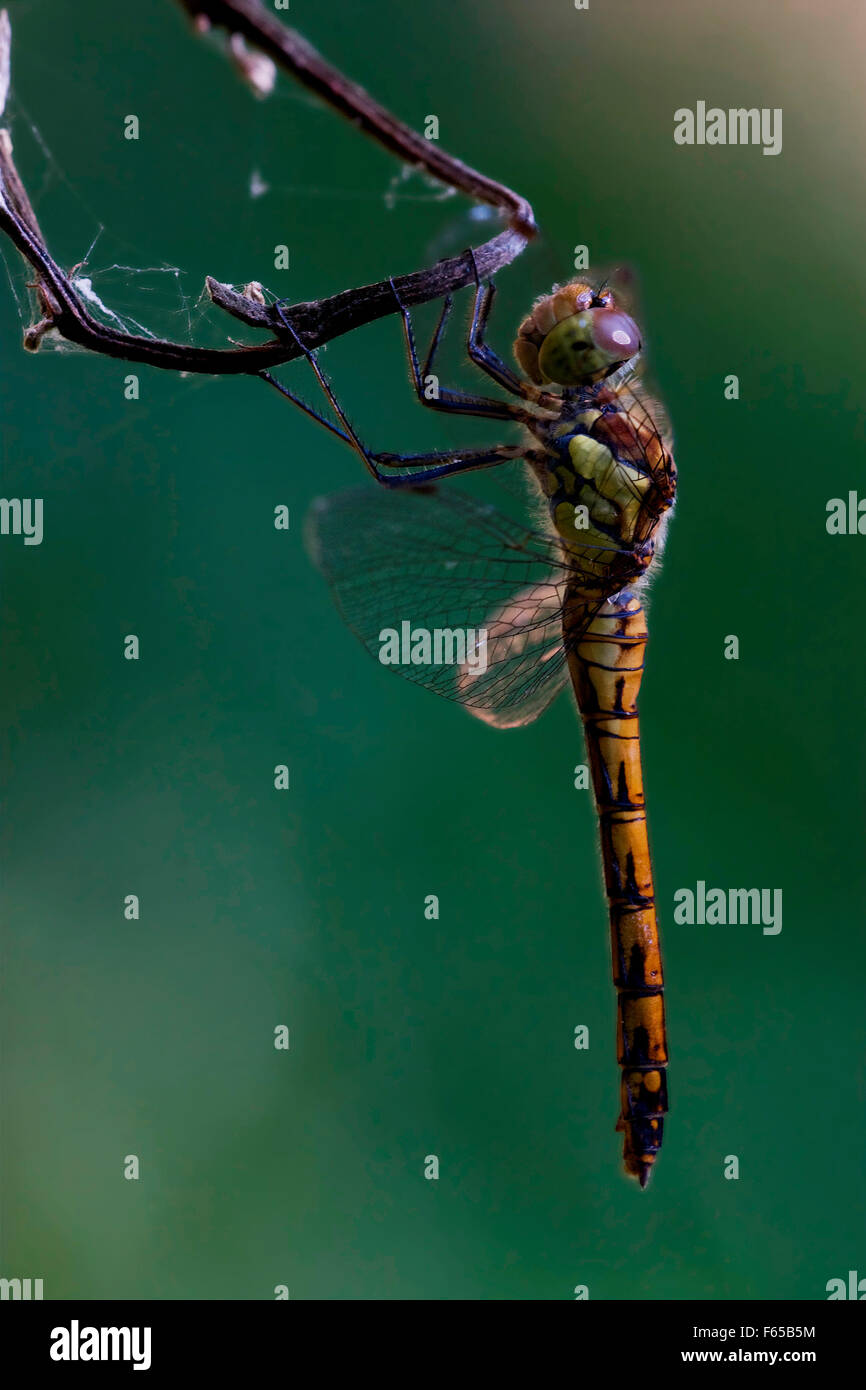 side of wild yellow black dragonfly on a wood branch in the bush Stock ...