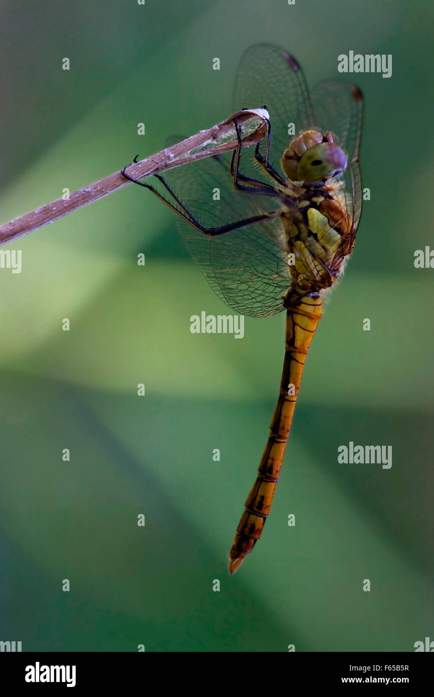 wild black yellow dragonfly on a wood branch in the bush Stock Photo ...