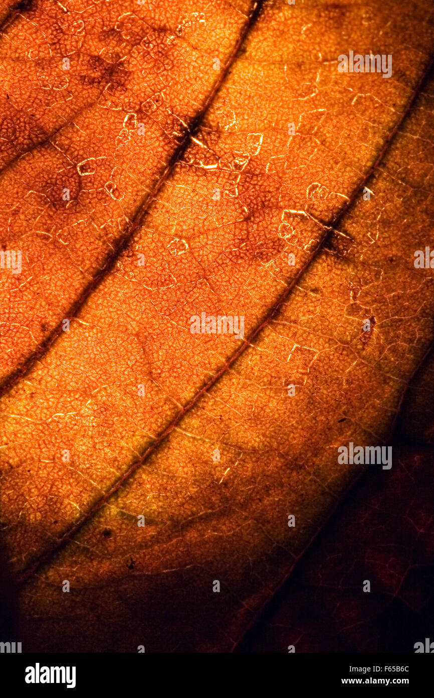 background macro close up abstract of a yellow red leaf and his veins ...