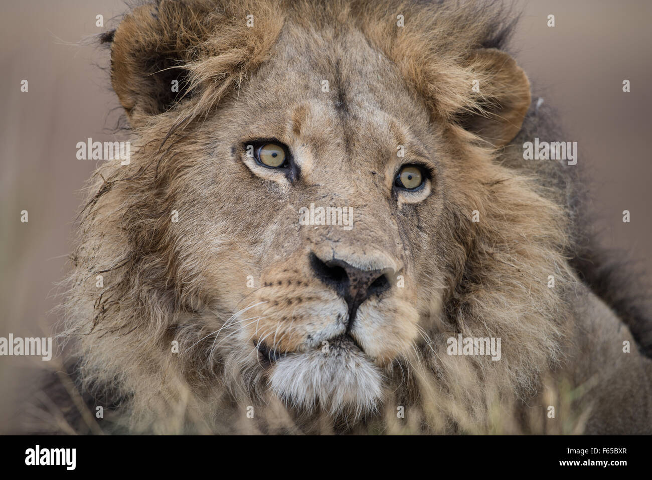 Beautiful male lion hi-res stock photography and images - Alamy