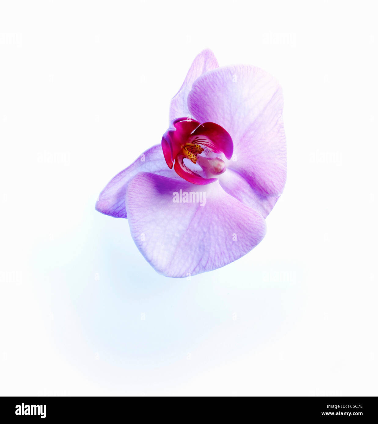 Two white and pink orchids on white background Stock Photo - Alamy