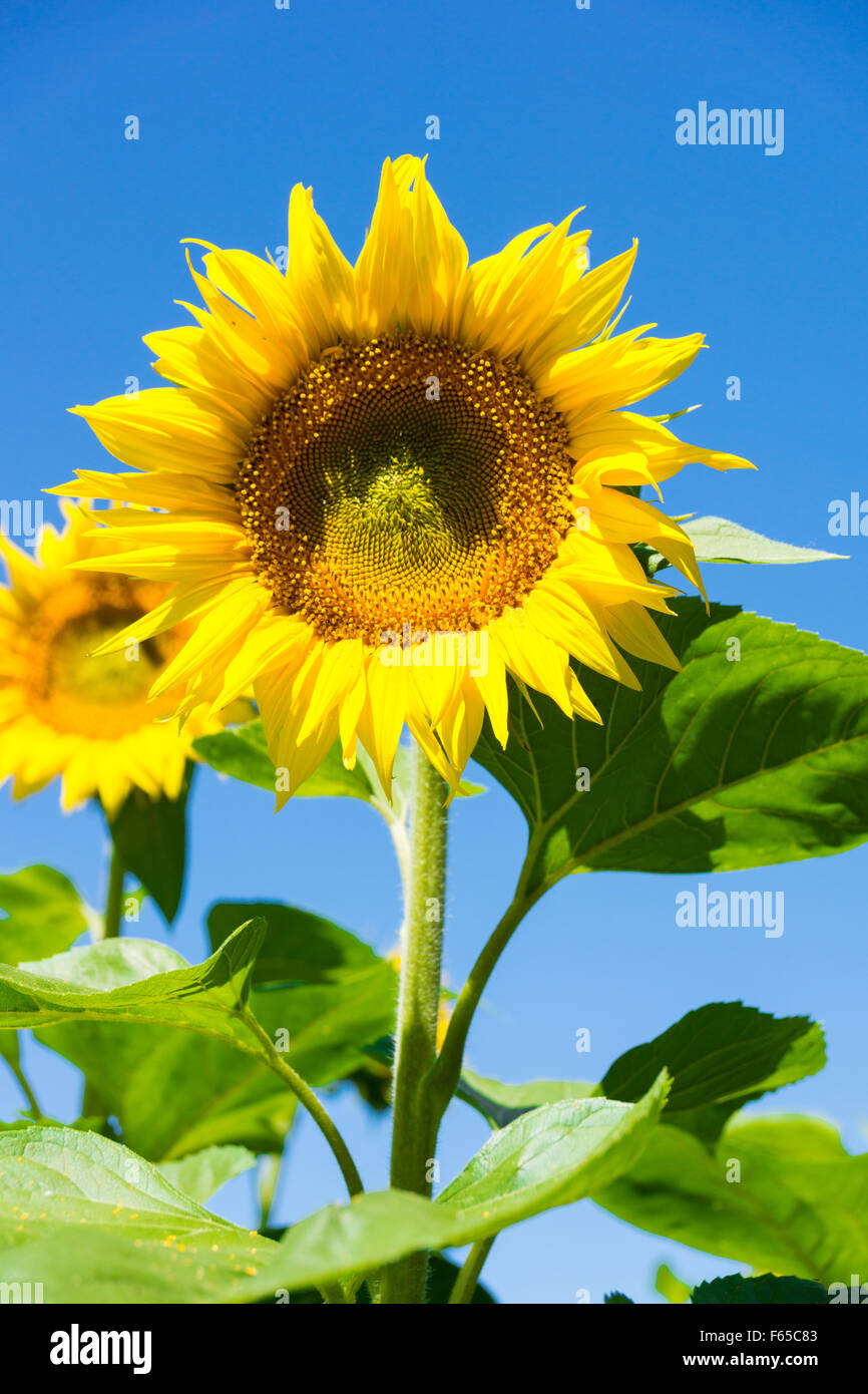 The photo depicts a sunflower against the blue sky Stock Photo - Alamy