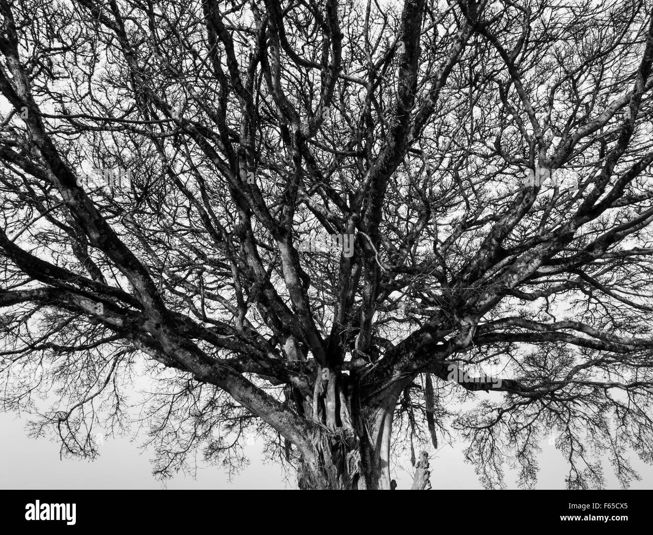 Tree on the savanna in Africa. Black and white. Stock Photo