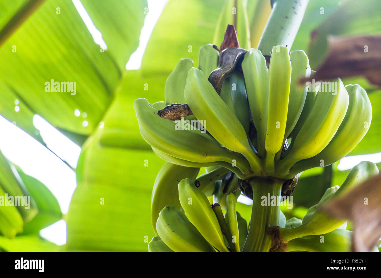 Inside Boa Boa constrictor inside banana plant Stock Photo - Alamy