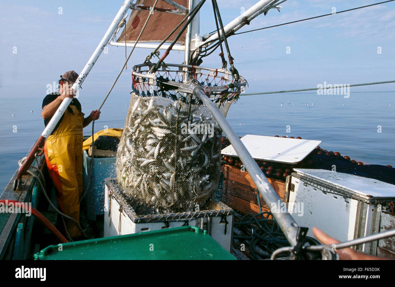 Fisherman fishing sardines on Atlantic coast in Brittany, France Stock