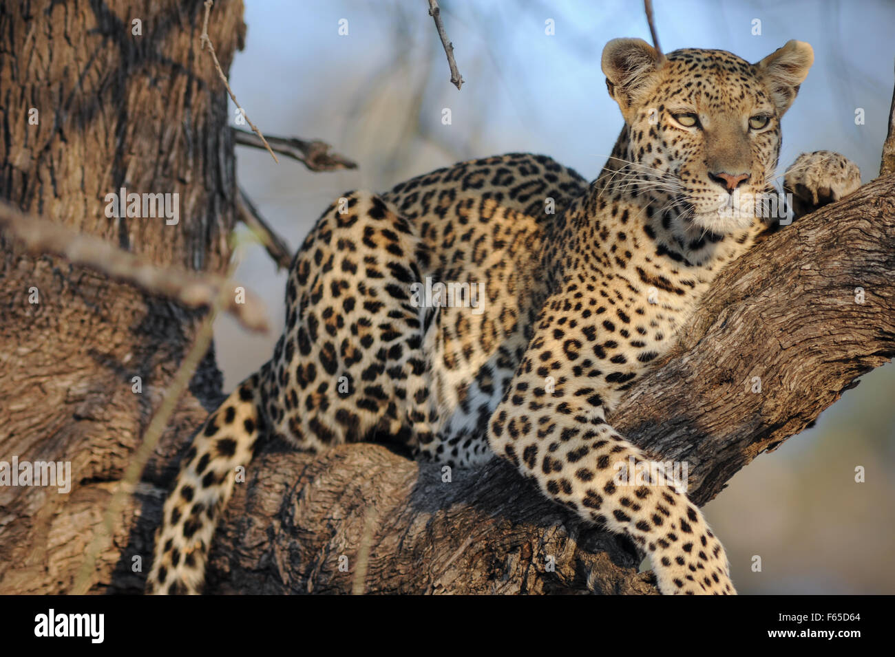 Beautiful female leopard (panthera pardus) in stunning morning Stock