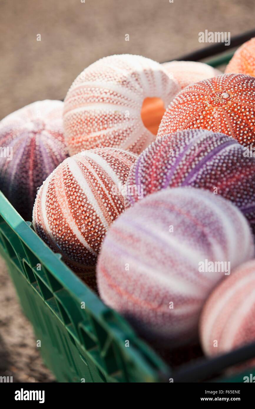 A crate of sea urchin shells Stock Photo Alamy