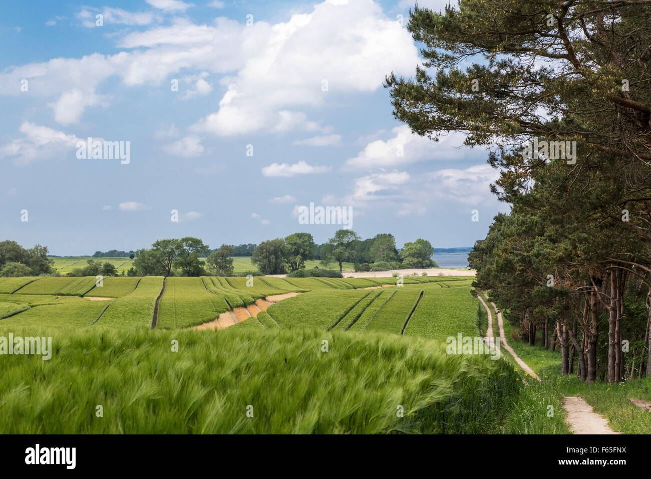 A path leading through a field to the Gelbe Ufer on the peninsula of Zudar, Rügen Stock Photo