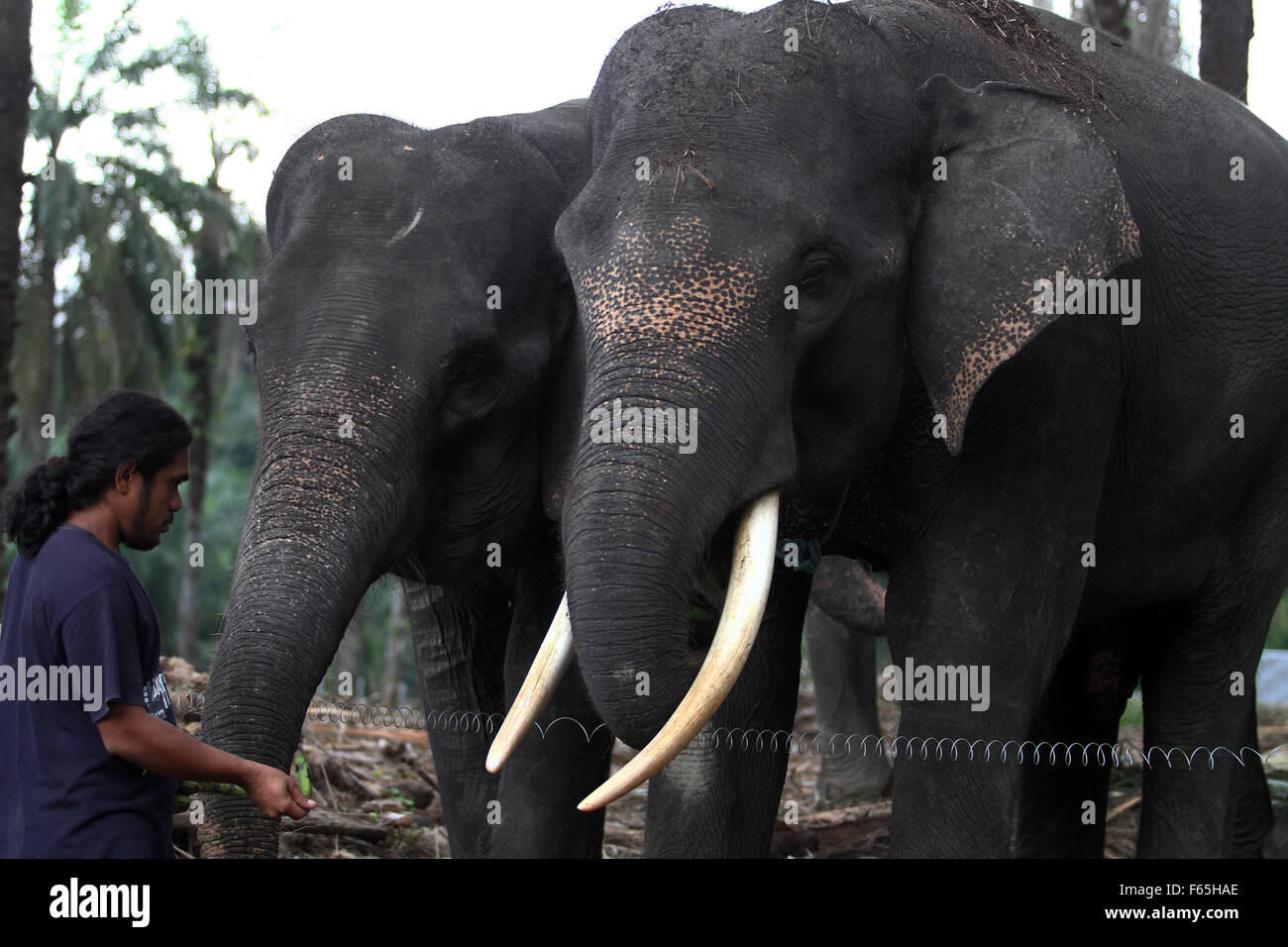 Sumatra, Indonesia. 12th Nov, 2015. Indonesia handler used as forest guards to care for Sumatran elephants, trained to patrol the forest Tangkahan, North Sumatra, Indonesia, November 12, 2015. A total of three Sumatran elephant calf is born, the mother of 25 year old Olive, Agustina age of 43 years, and Yuni age of 27 with his father named Theo, age 27 years, with a content of more than 22 months. Credit:  Ivan Damanik/Alamy Live News Stock Photo