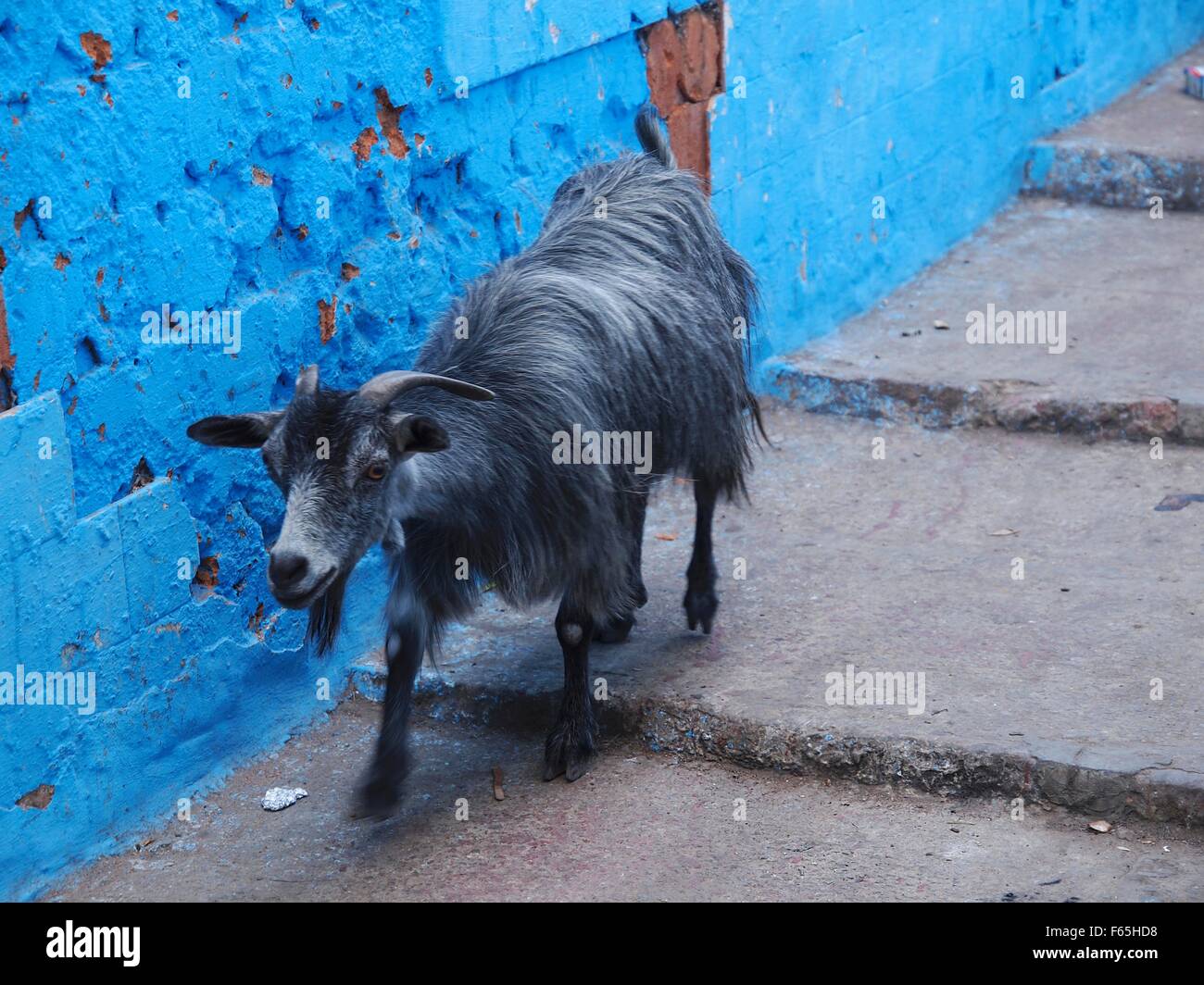 A goat on a flight of steps in the Medina of Larache, Morocco Stock Photo