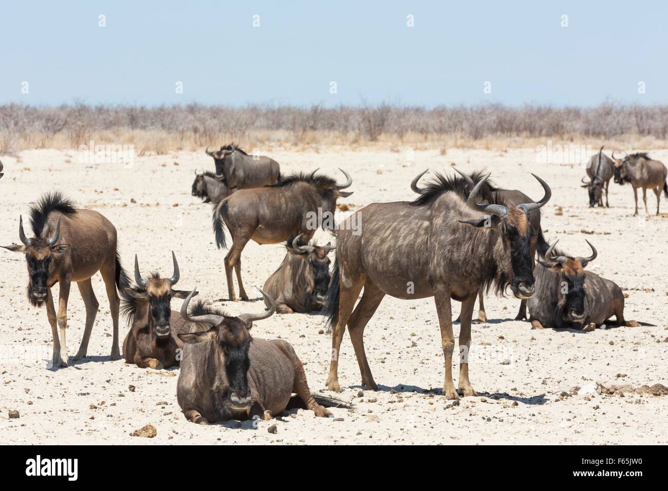 a-herd-of-gnu-in-the-etosha-national-park-namibia-africa-stock-photo