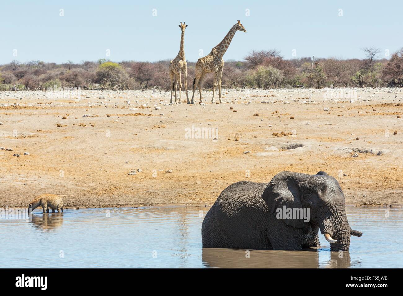 An elephant, hyenas and giraffe at the Chudop watering hole near Namutoni Camp, in Etosha National Park, Namibia Stock Photo