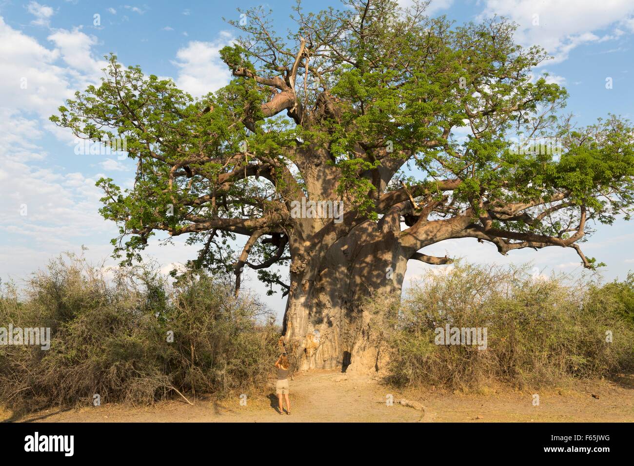 A man under a giant baobab tree in the Bwabwata National Park in Caprivi, Namibia Stock Photo
