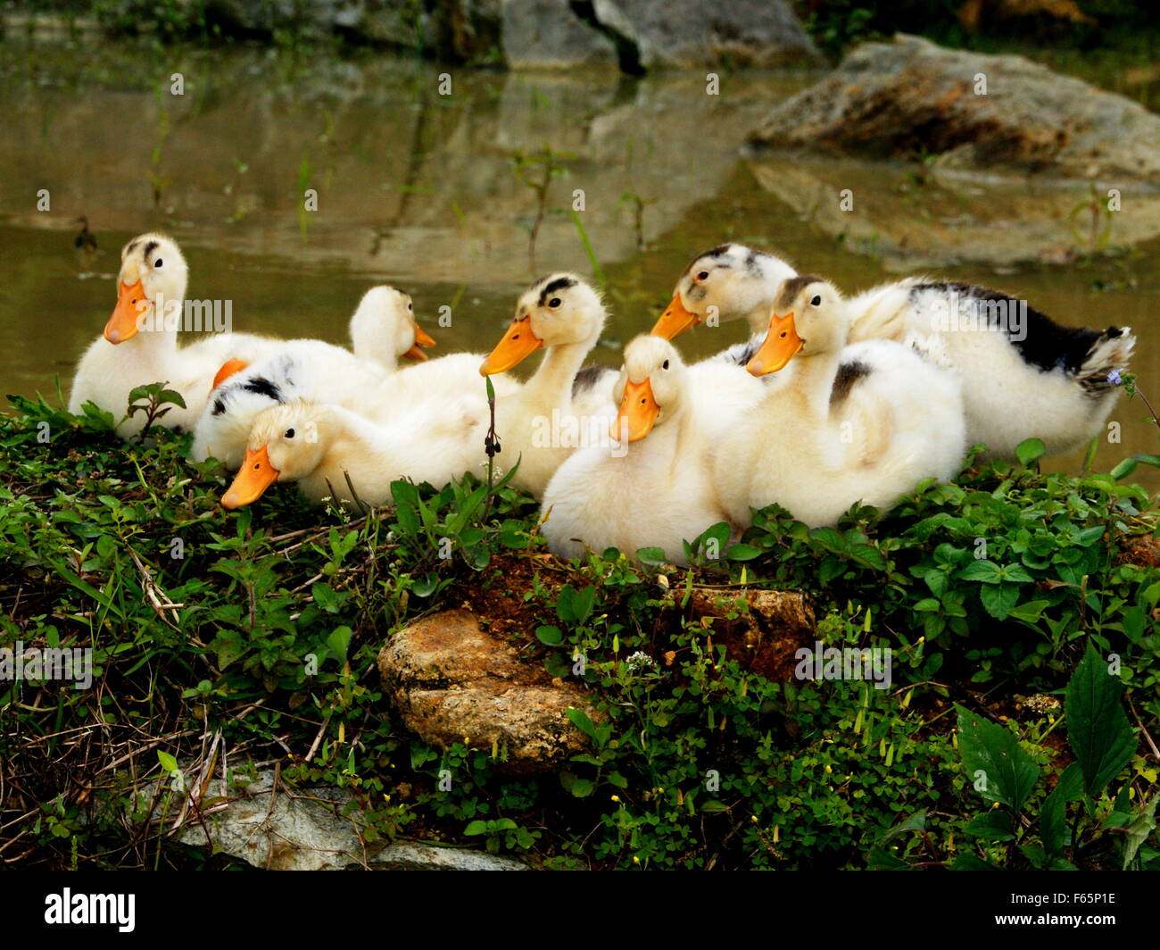 Cute ducklings Stock Photo