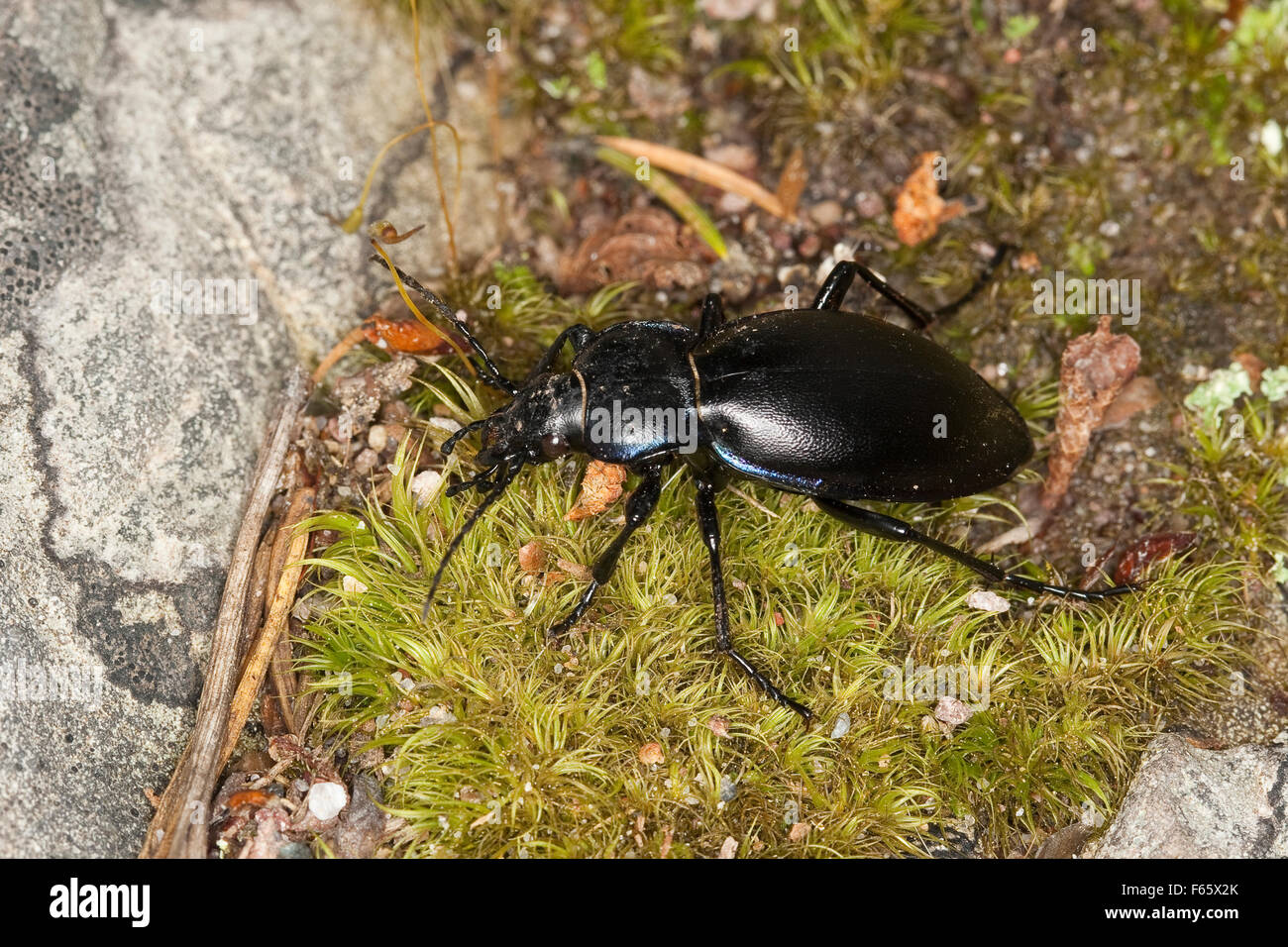 Violet ground beetle, Goldleiste, Purpur-Laufkäfer, Purpurlaufkäfer, Laufkäfer, Carabus violaceus Stock Photo