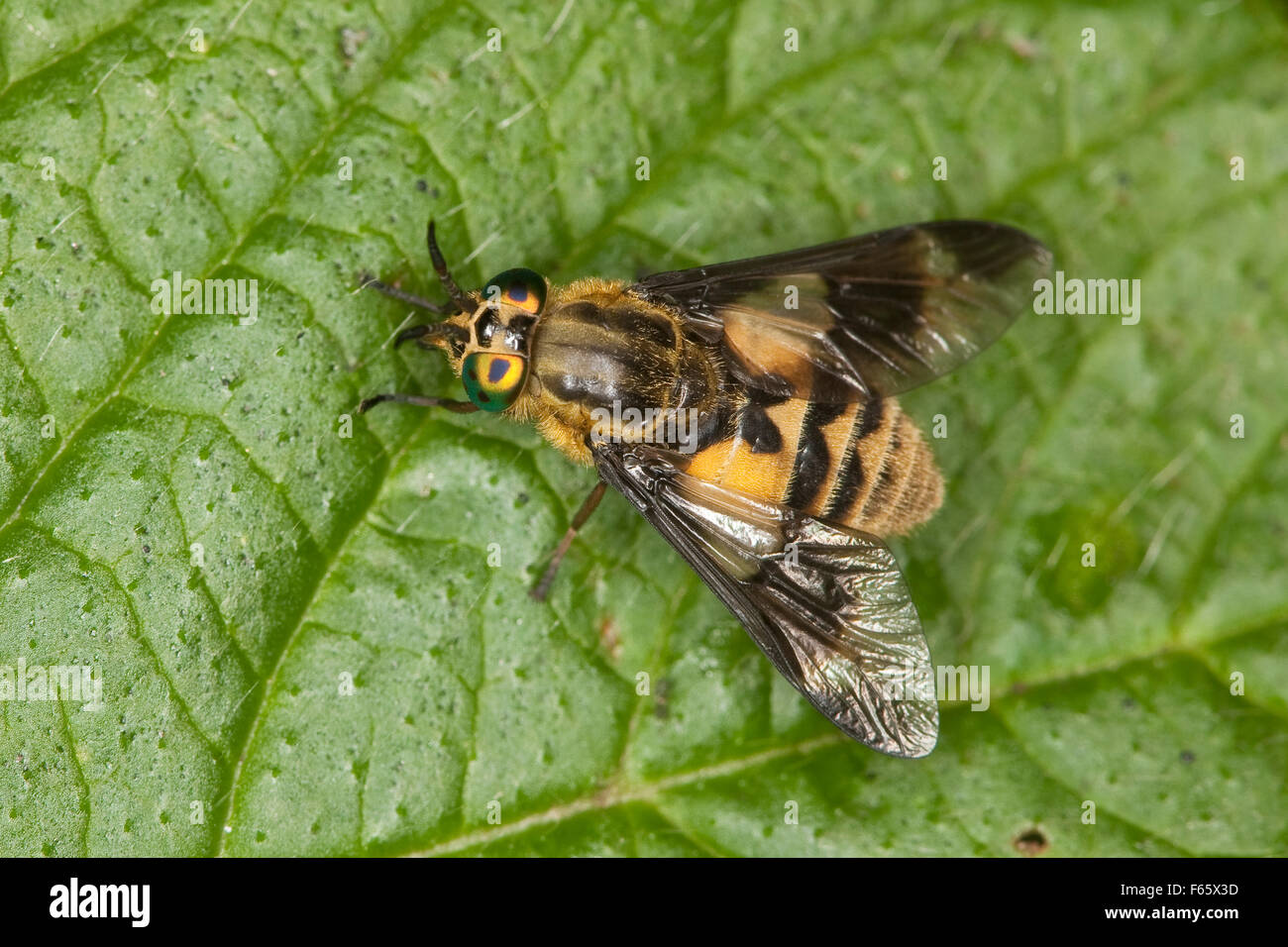 Deer fly, yellow fly, deerfly, deerflies, Goldaugenbremse, Goldaugen