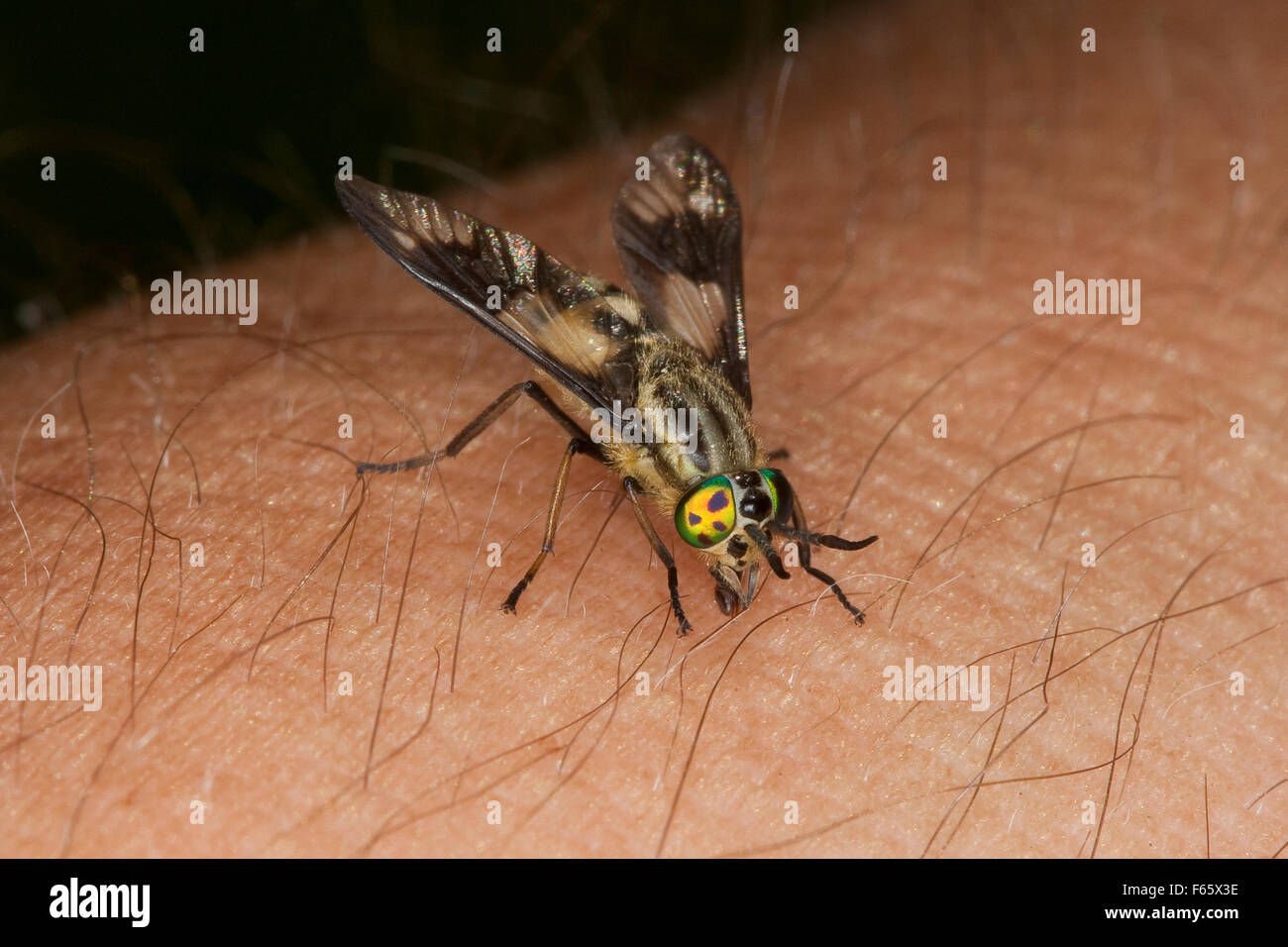 Blood Sucking Insects Stock Photos & Blood Sucking Insects Stock Images - Alamy1300 x 956