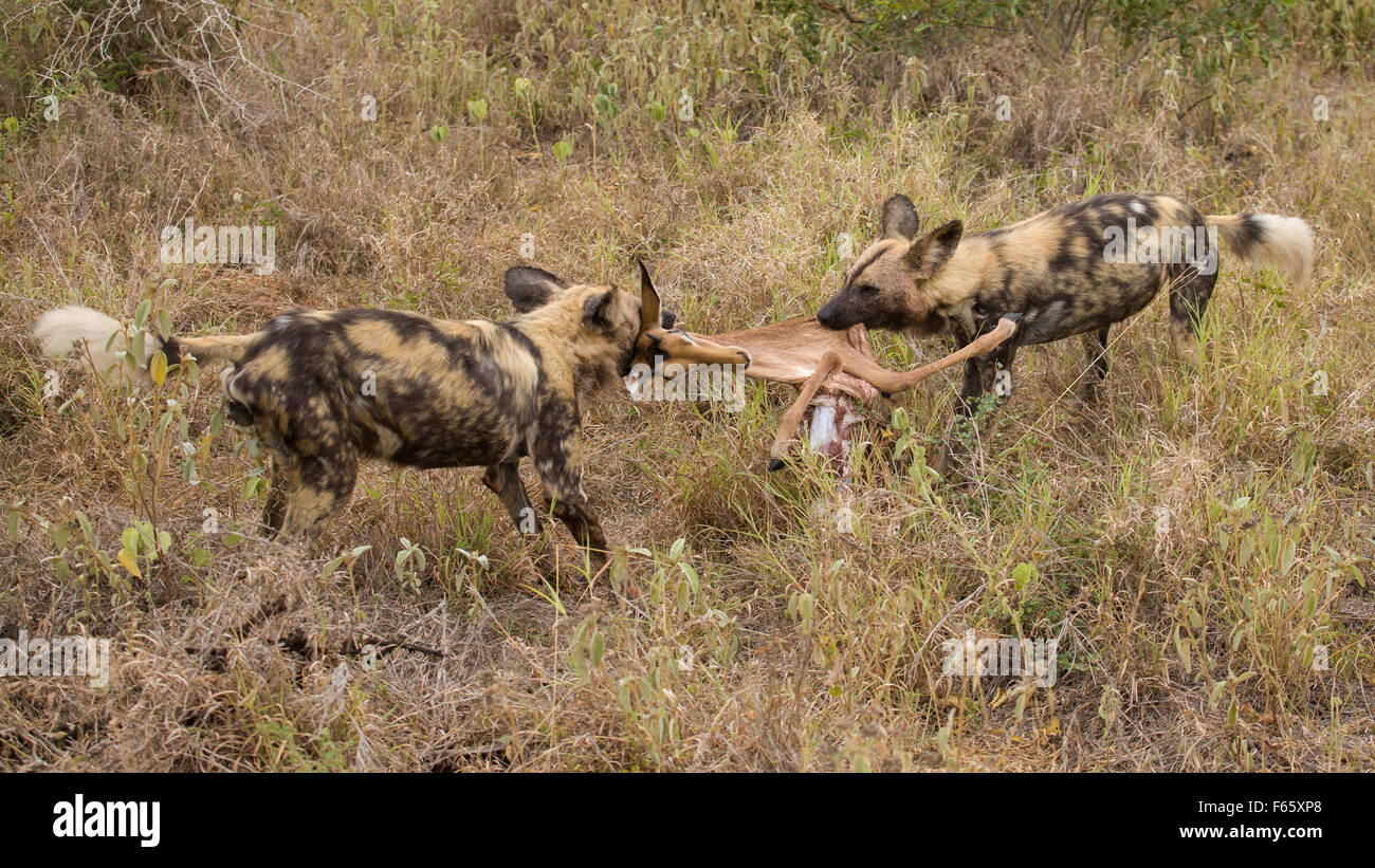Wild dogs with kill hi-res stock photography and images - Alamy