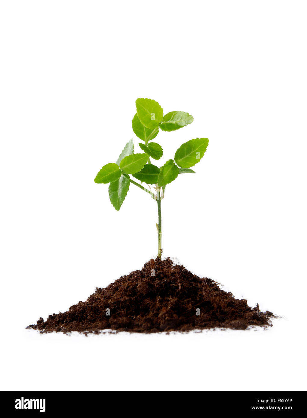 Small green plant with soil Stock Photo