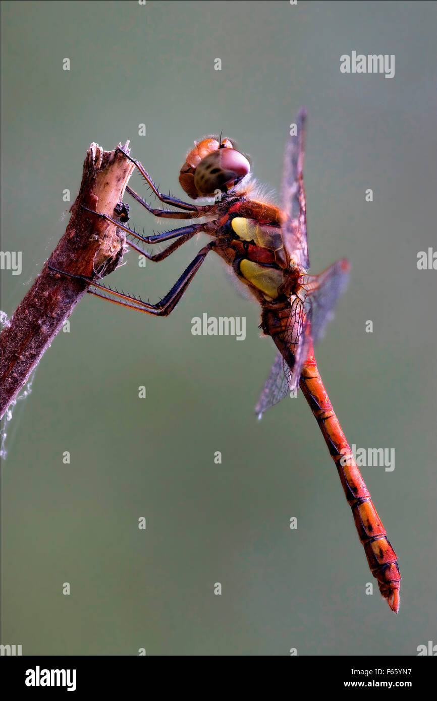 wild red yellow dragonfly on a wood branch in the bush Stock Photo - Alamy