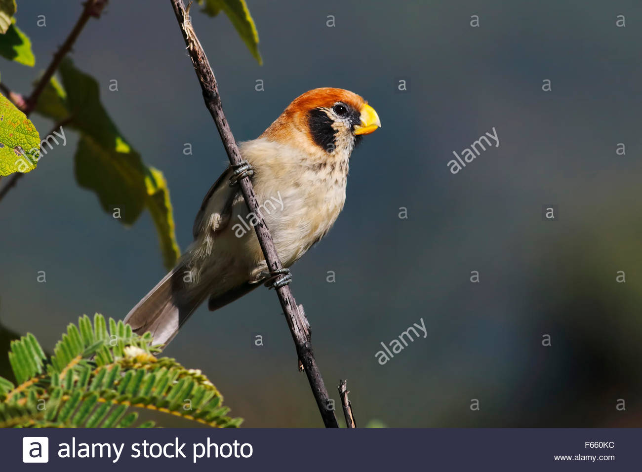 Spot Breasted Parrotbill Paradoxornis Guttaticollis Stock Spot Breasted Parrotbill Paradoxornis Guttaticollis Stock