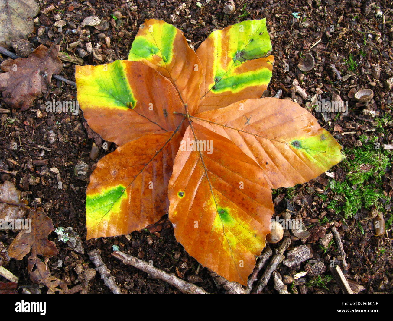 six brown beech leaves arranged into the shape of a flower, each with a splash of bright green and yellow on a woodland floor Stock Photo