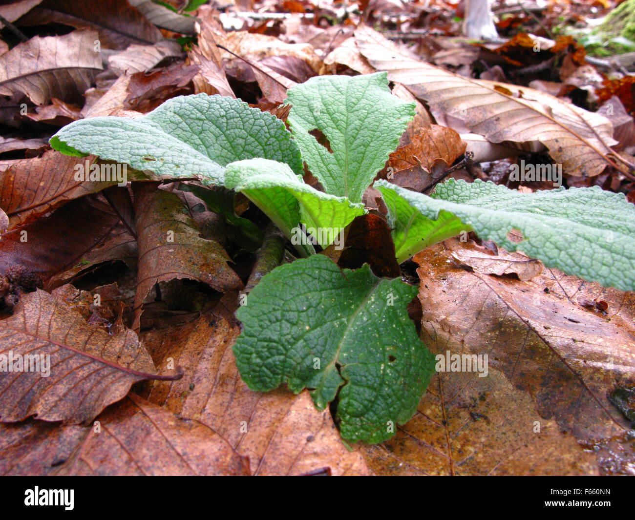 Close up of a young foxglove plant growing through the autumn leaves which are brown sweet chestnut leaves. Stock Photo
