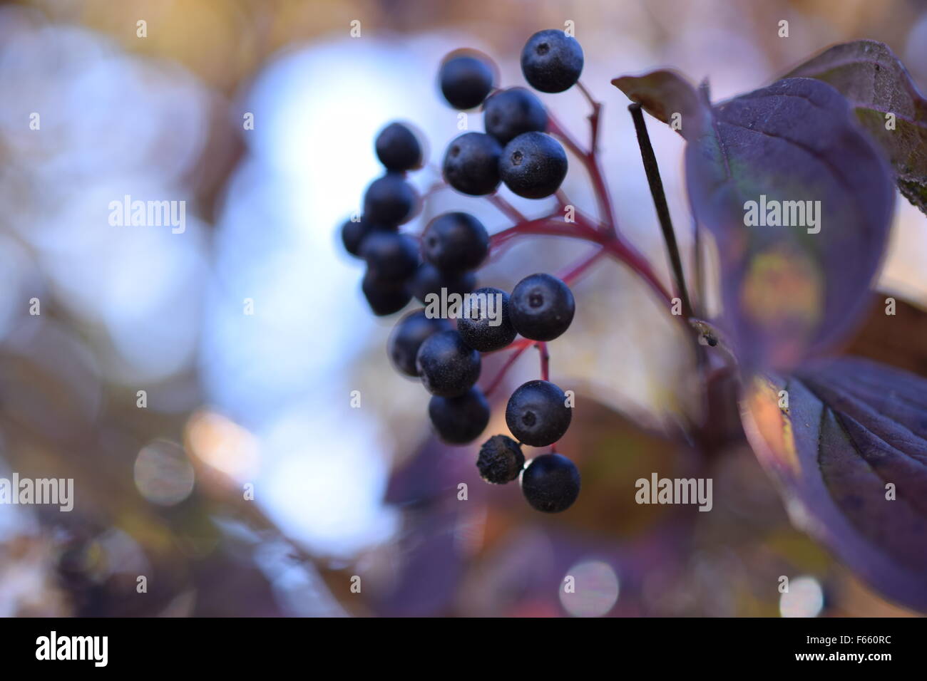 Blue and pink berries hi-res stock photography and images - Alamy
