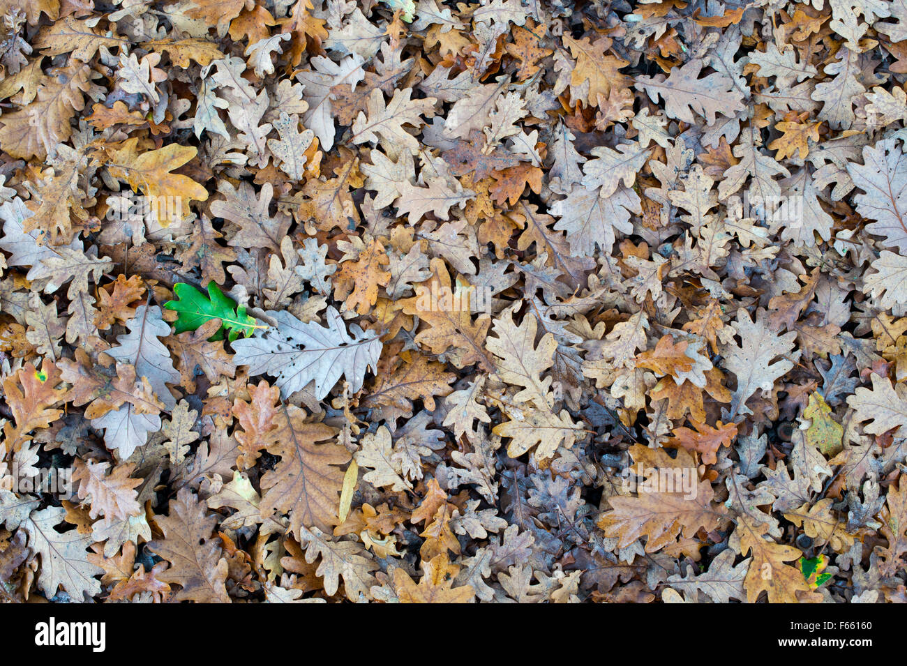 Quercus robur . Fallen English Oak leaves on the ground in autumn Stock ...