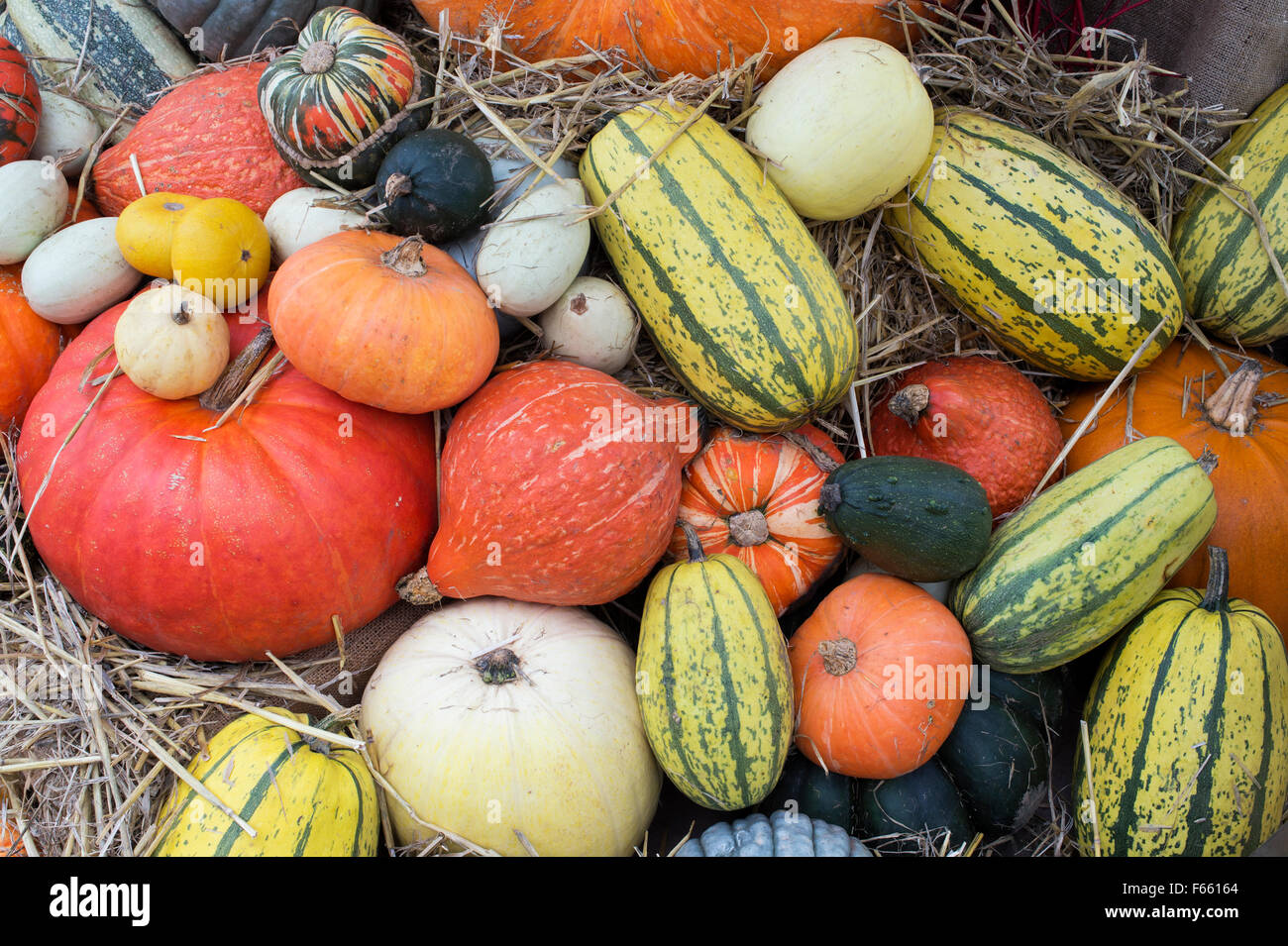 Pumpkin, Squash and Gourd Display Stock Photo Alamy