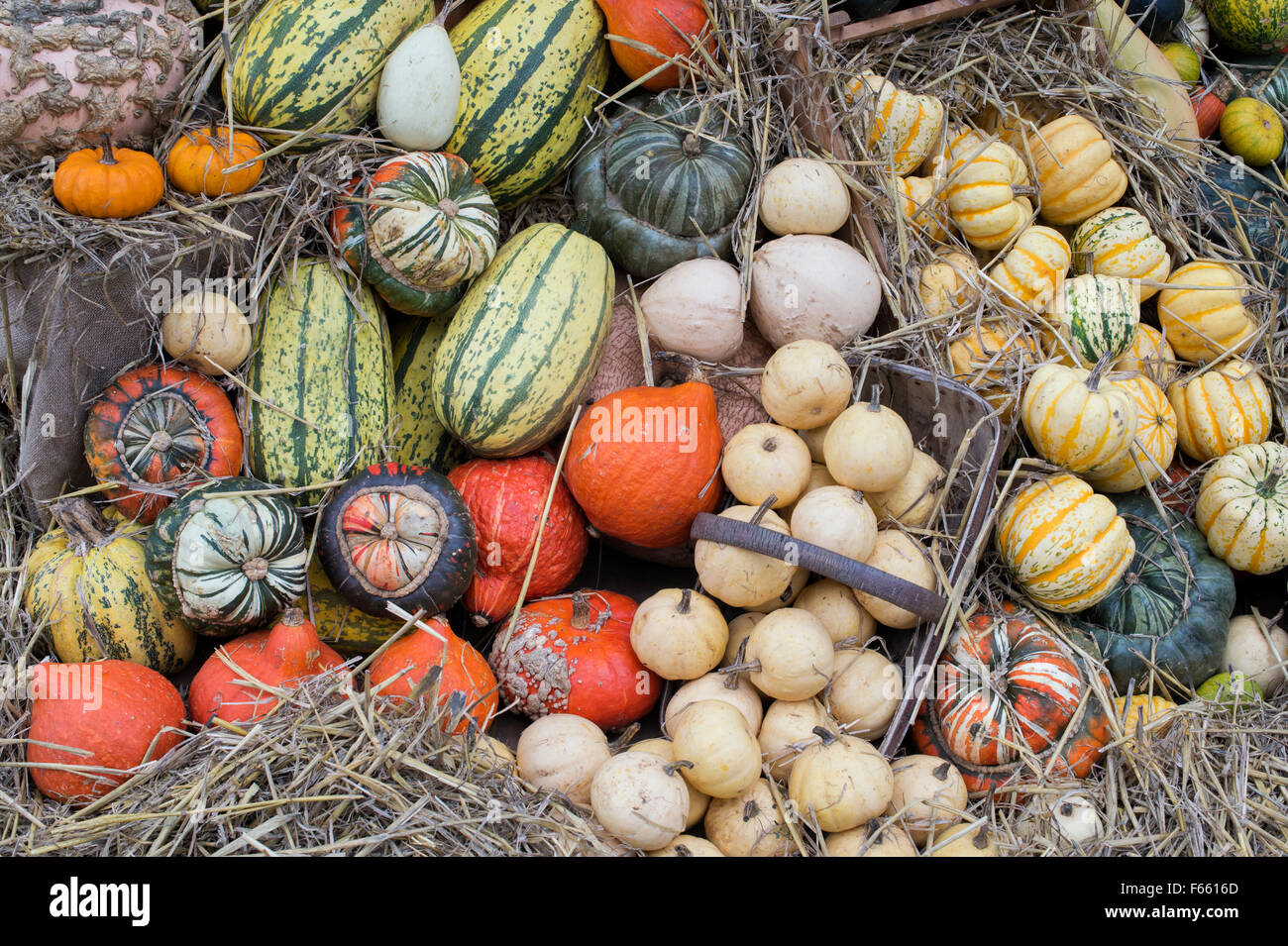 Pumpkin, Squash and Gourd Display Stock Photo Alamy