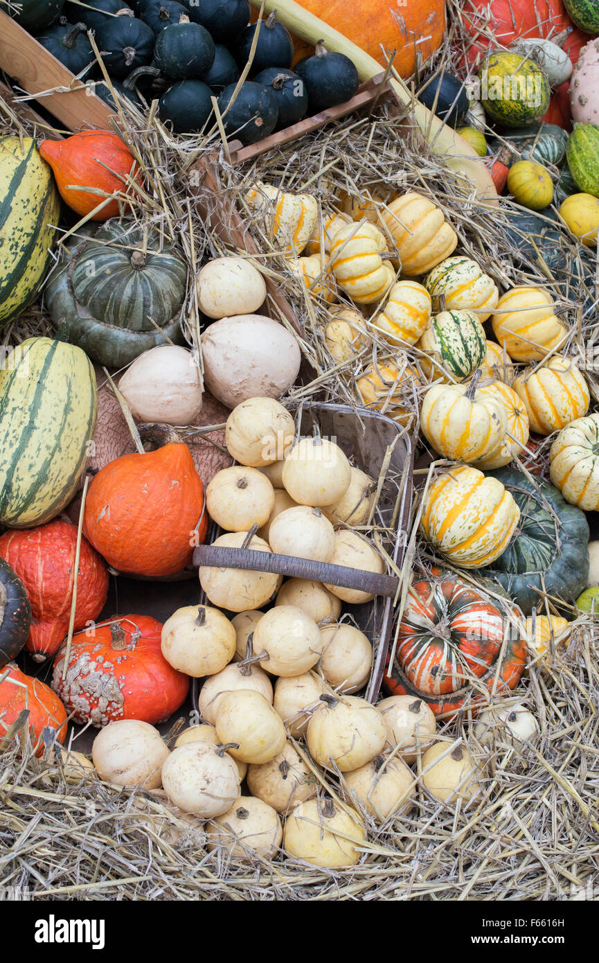 Pumpkin, Squash and Gourd Display Stock Photo Alamy