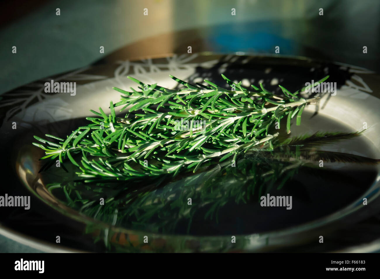 Sprigs of rosemary arranged for on holiday green plate with controlled lighting Stock Photo