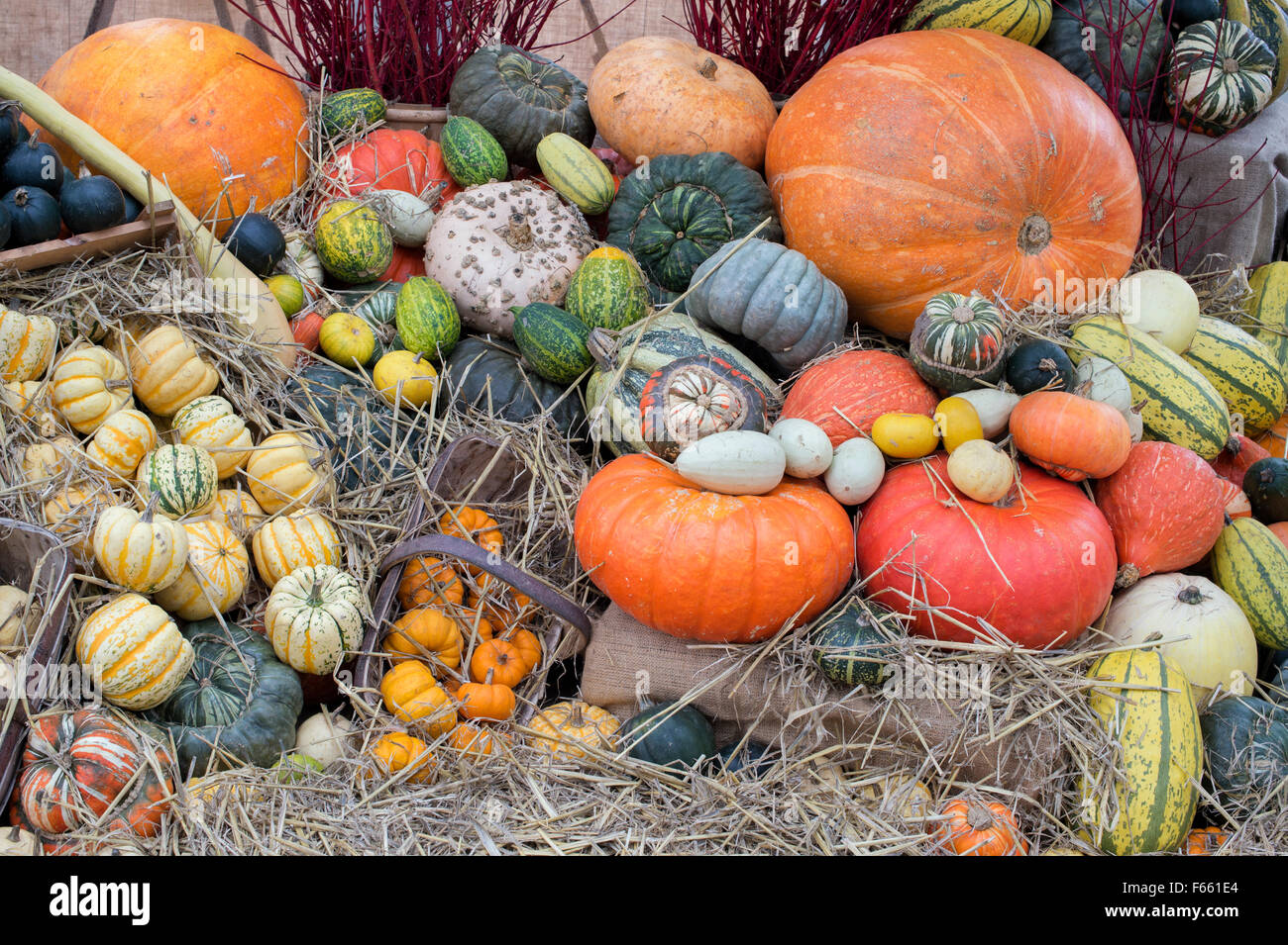 Gourd display hires stock photography and images Alamy
