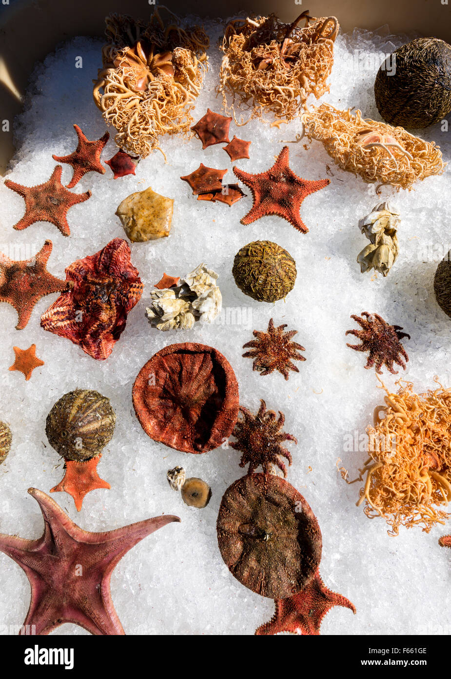 Shellfish on display at the annual Seaman's day festival, Reykjavik, Iceland Stock Photo