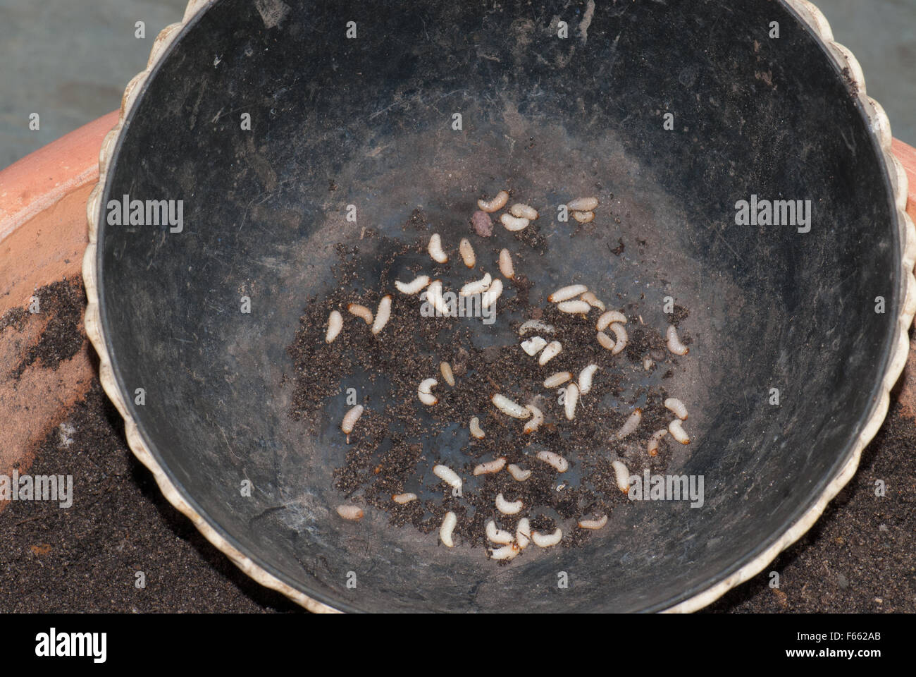 Soil borne grubs hi-res stock photography and images - Alamy