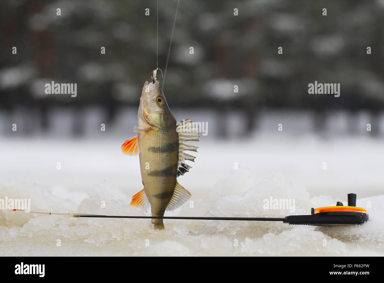 freshwater perch on the ice fishing first in new year Stock Photo